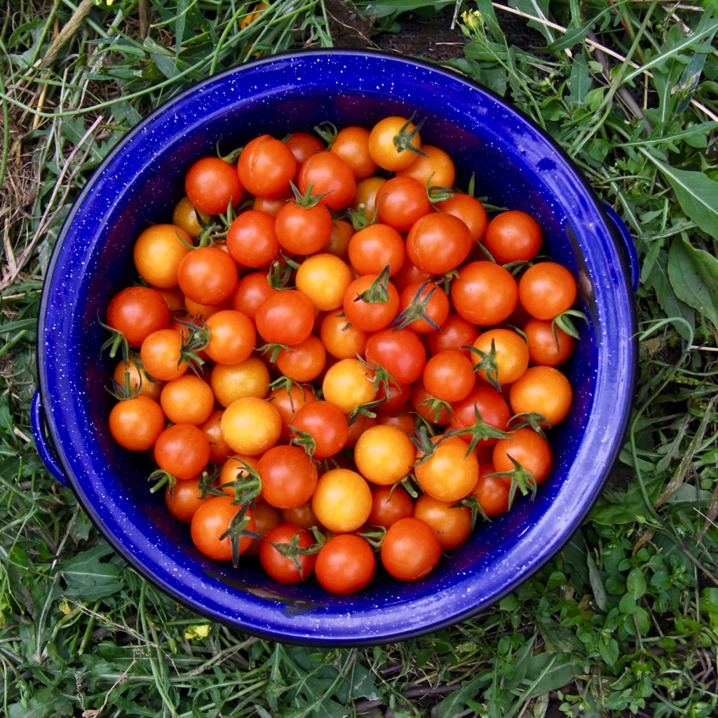 Canning Tomato Sauce Digital Guidebook