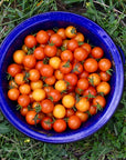 Canning Tomato Sauce Digital Guidebook