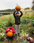 Pumpkin Organic Seed / Howden