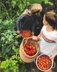 Tomatoes: Digital LIVE Canning Workshop / September 12, 2021