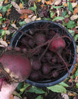 Pickled Root Vegetables: Digital LIVE Canning Workshop / August 15, 2021