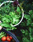 fresh from the garden salad greens