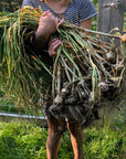 harvesting garlic
