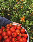 Tomatoes: Digital LIVE Canning Workshop / September 12, 2021