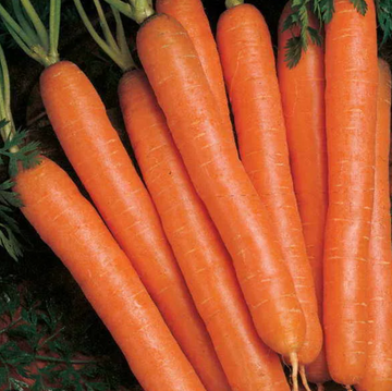 Carrot Organic Seed / Rumba