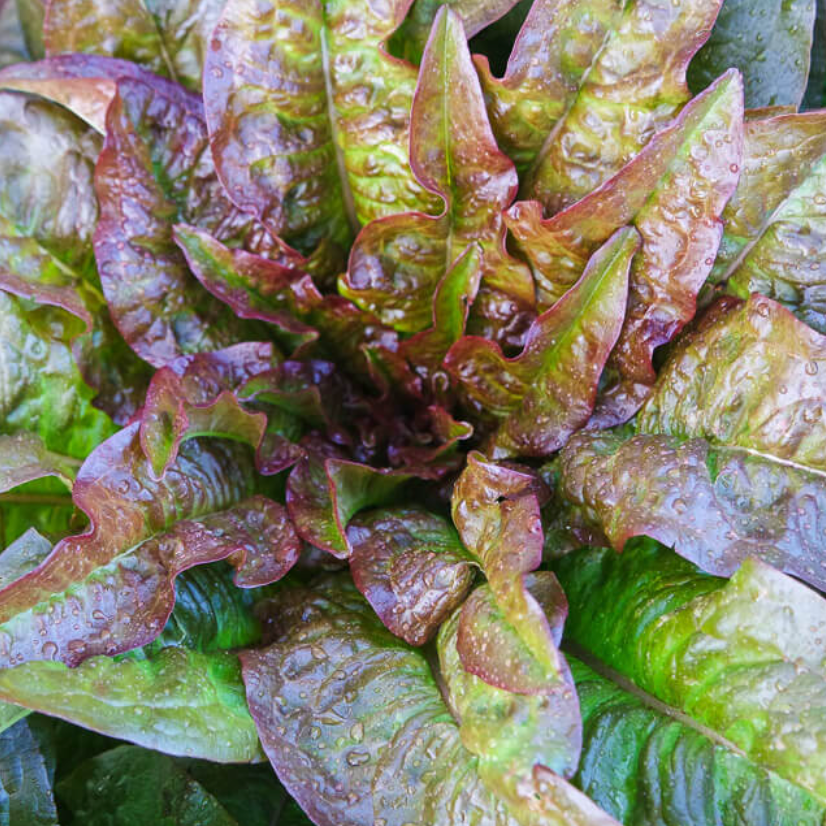 Lettuce Organic Seed / Oak Leaf / Devil&#39;s Ears