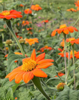 Sunflower Organic Seed / Tithonia (Mexican Sunflower)