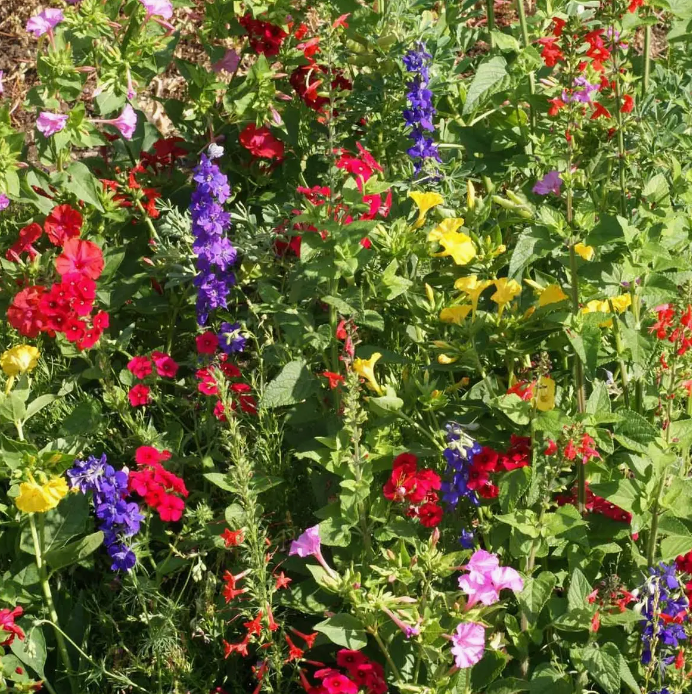 Hummingbird Seed Mix