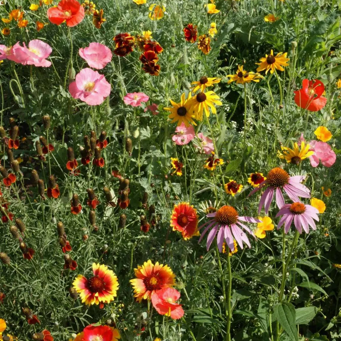 Wildflower Seed Mix