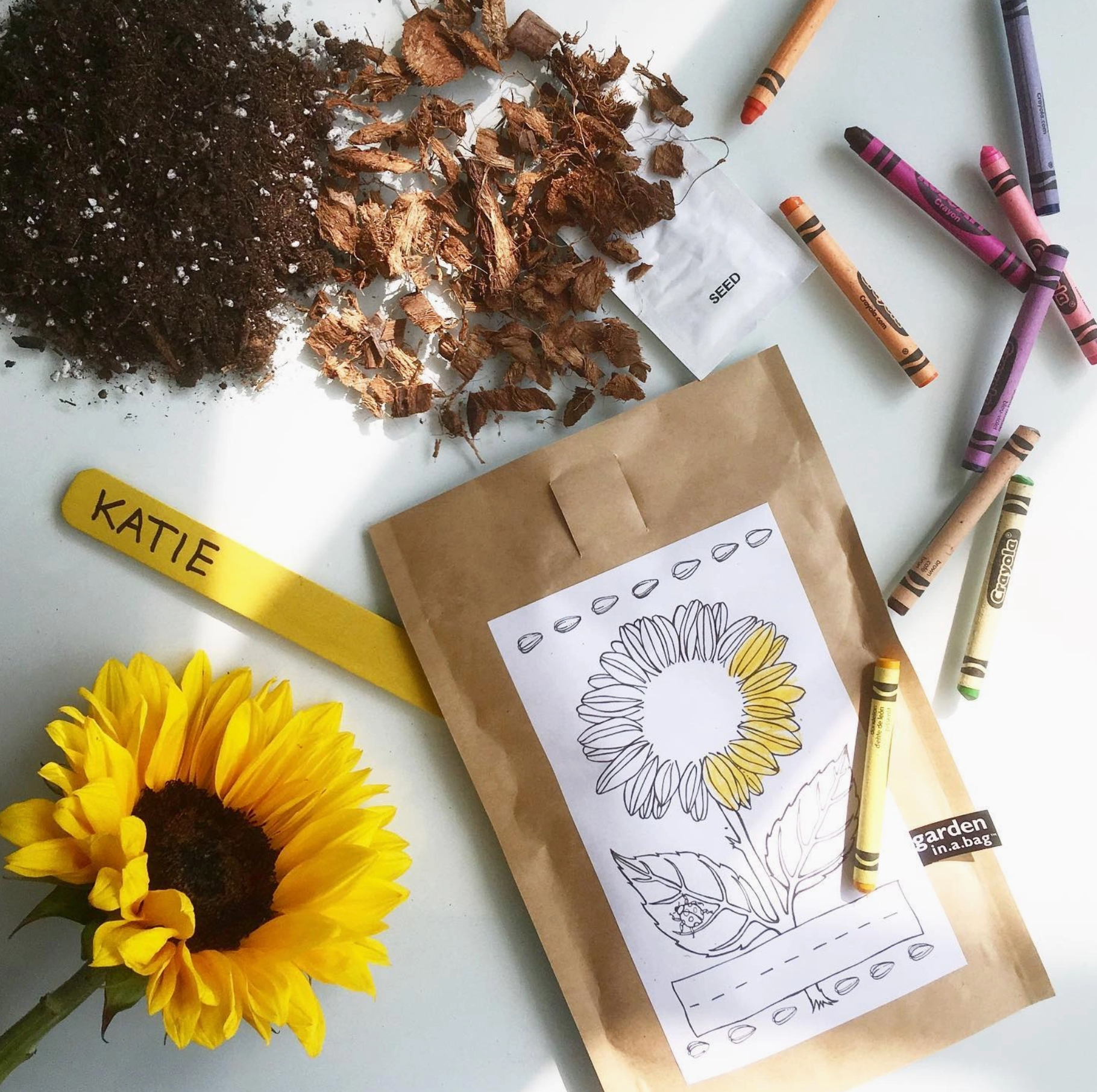 Kid&#39;s Sunflower Growing Kit