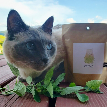 Catnip in a Bag