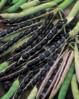 Bush Bean Organic Seed / Black Valentine