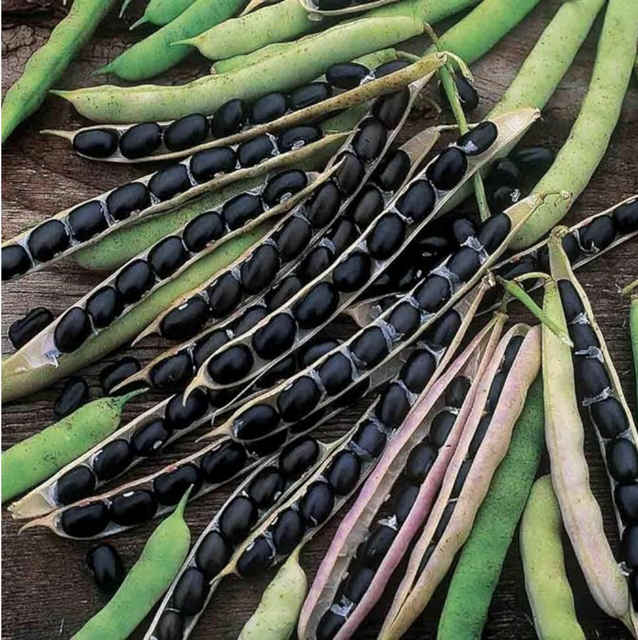 Bush Bean Organic Seed / Black Valentine