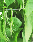 Pole Bean Organic Seed / Rattlesnake