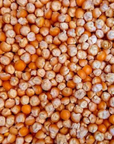 Popcorn Organic Seed / Tom Thumb