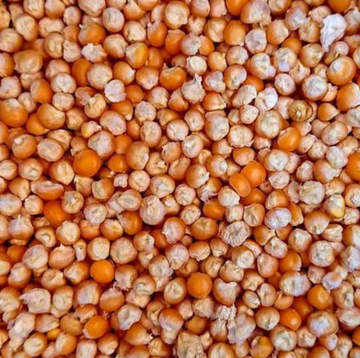 Popcorn Organic Seed / Tom Thumb