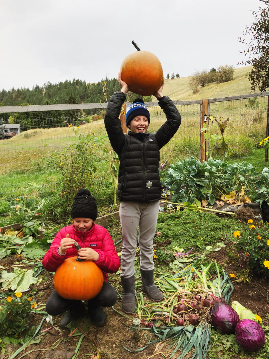 Pumpkin Organic Seed / Howden