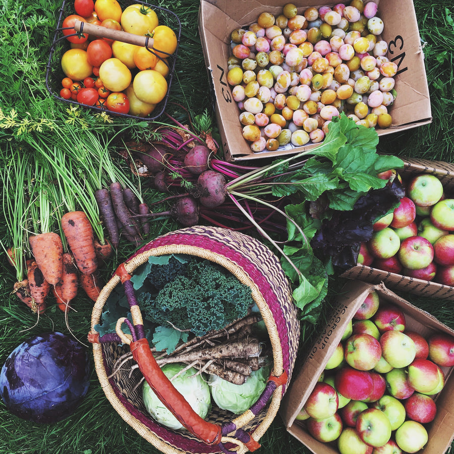 garden harvest