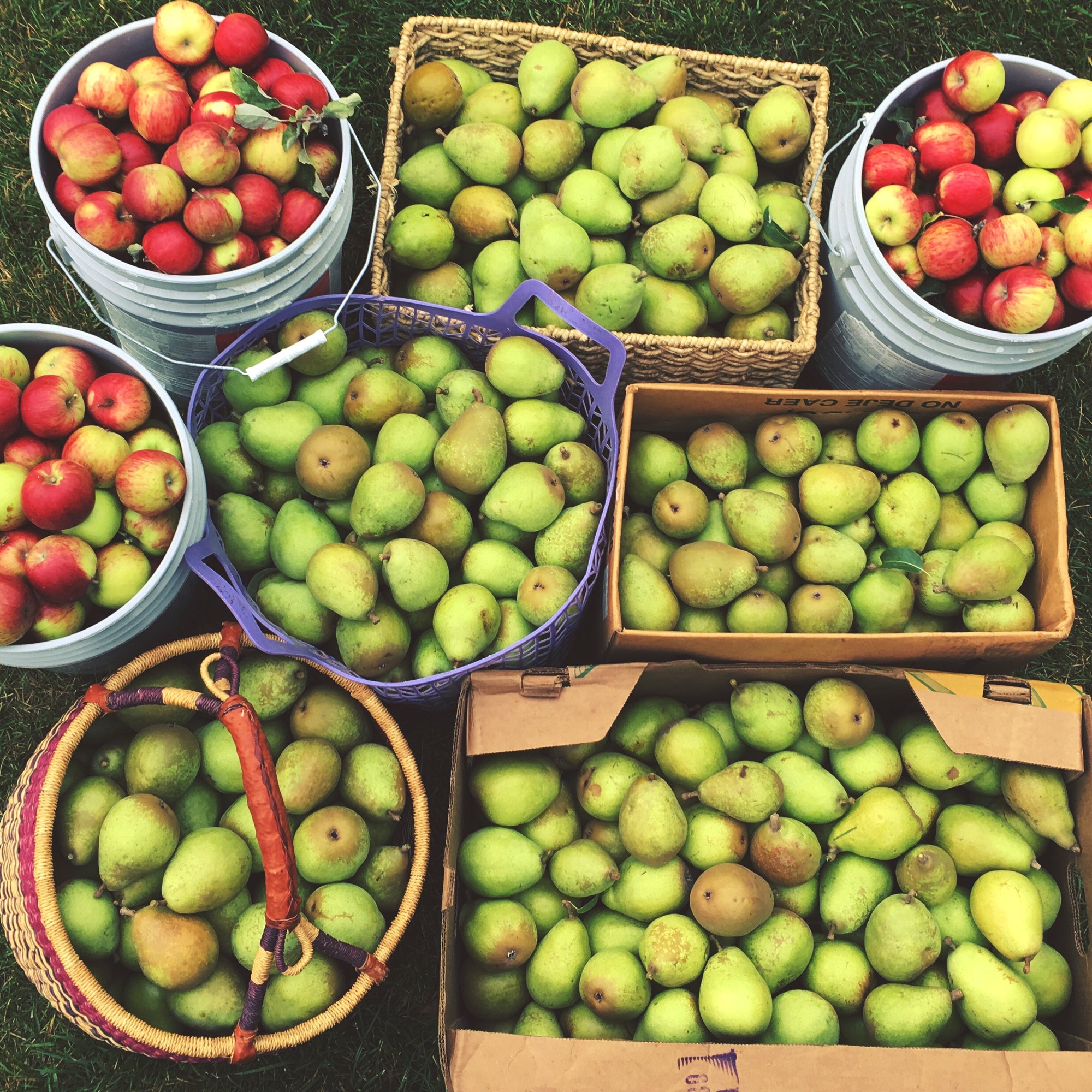 Pickled Root Vegetables: Digital LIVE Canning Workshop / August 15, 2021