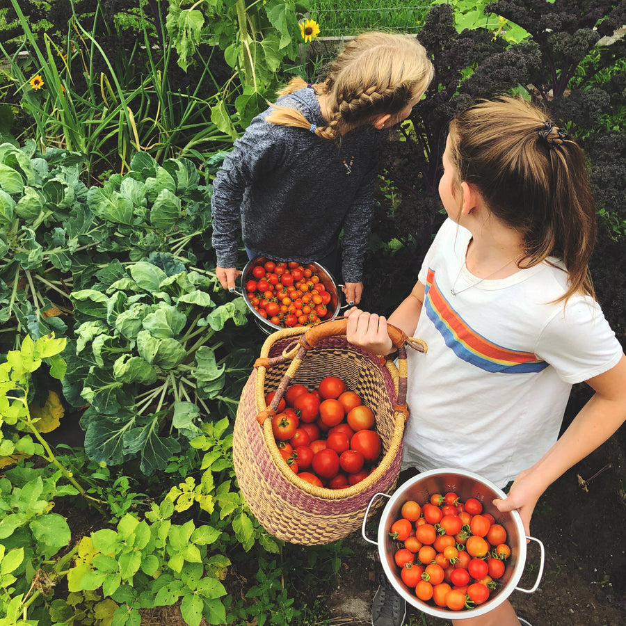 Tomatoes: Digital LIVE Canning Workshop / September 12, 2021