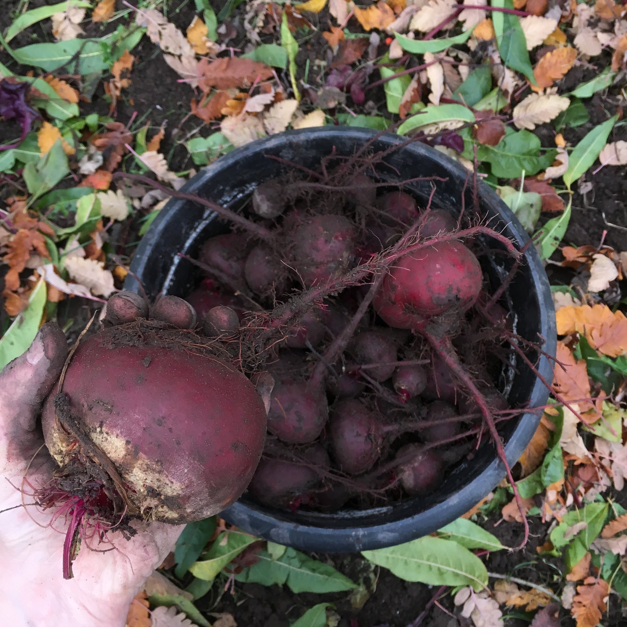 Pickled Root Vegetables: Digital LIVE Canning Workshop / August 15, 2021