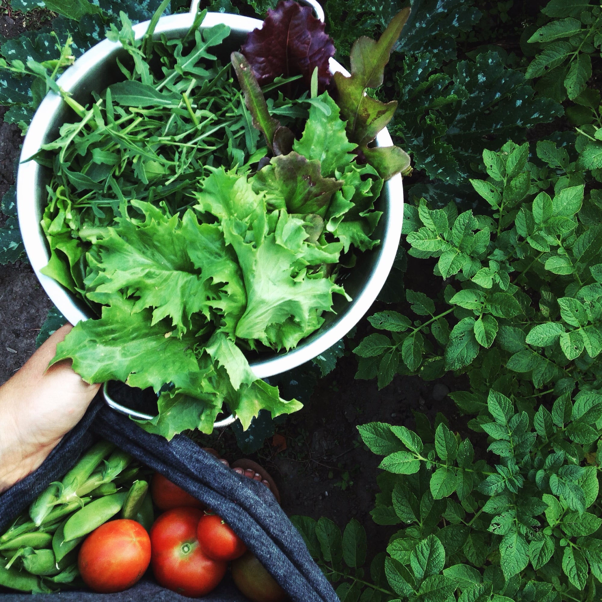 fresh from the garden salad greens