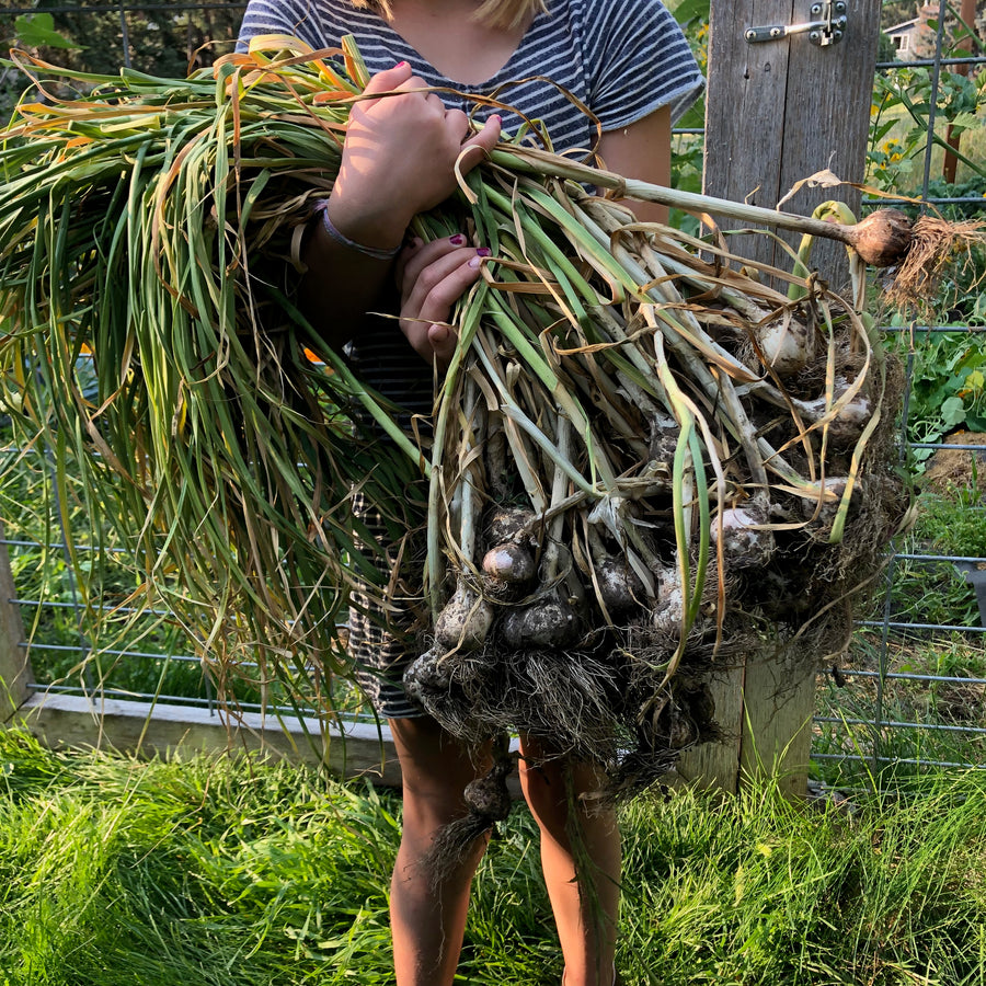 harvesting garlic