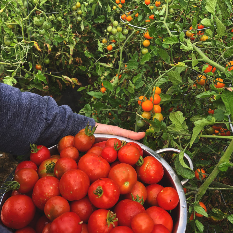 Tomatoes: Digital LIVE Canning Workshop / September 12, 2021