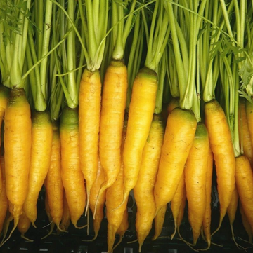 Carrot Organic Seed / Yellowstone