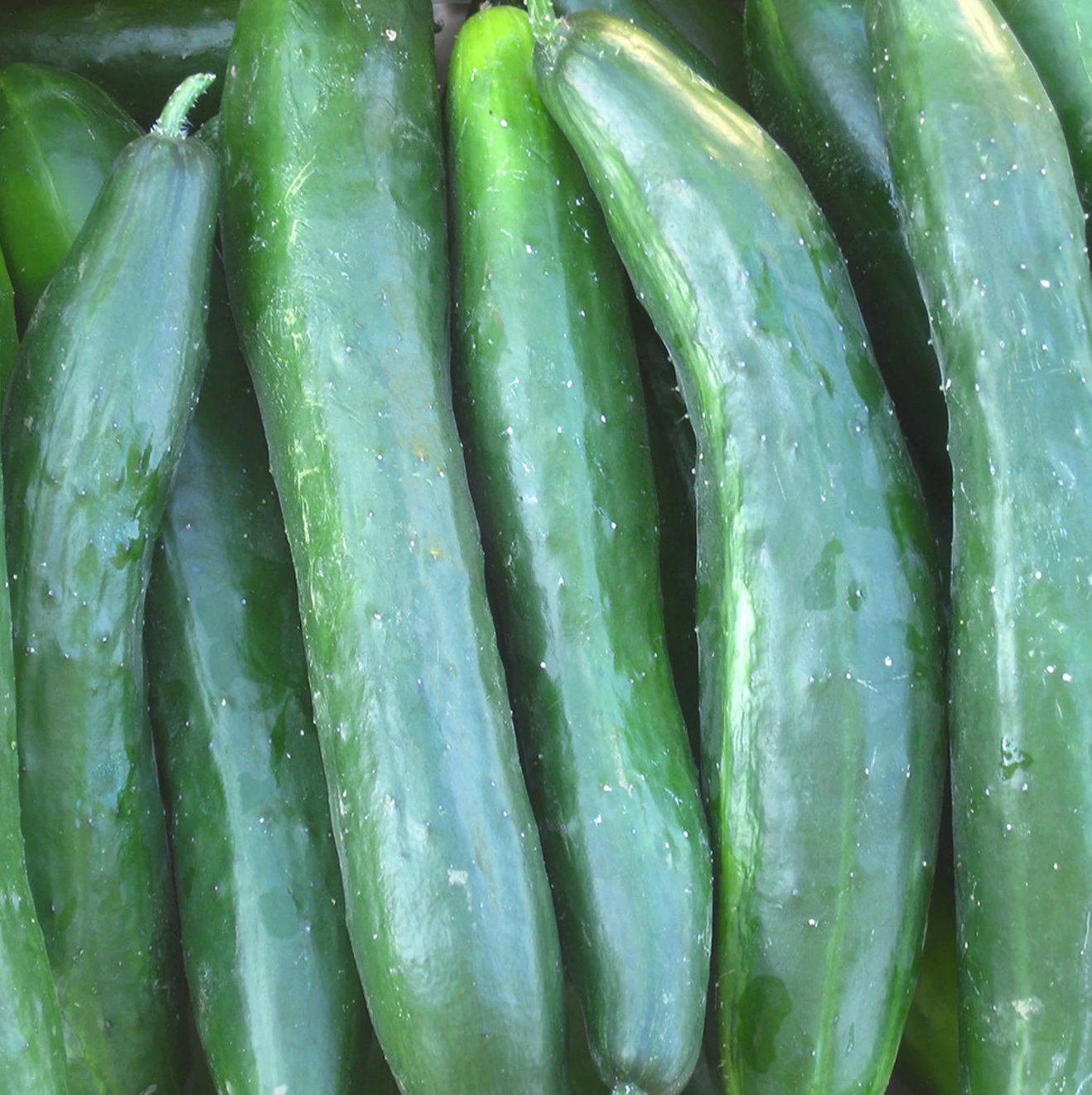 Cucumber Organic Seed / Shintokiwa