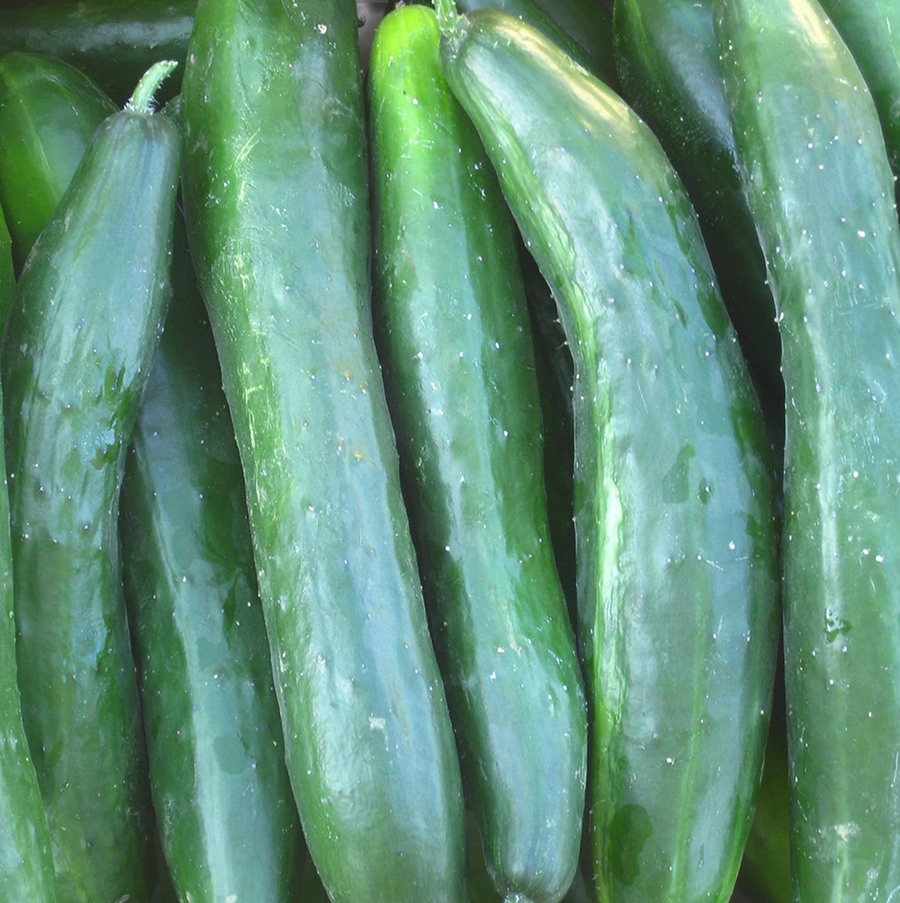 Cucumber Organic Seed / Shintokiwa