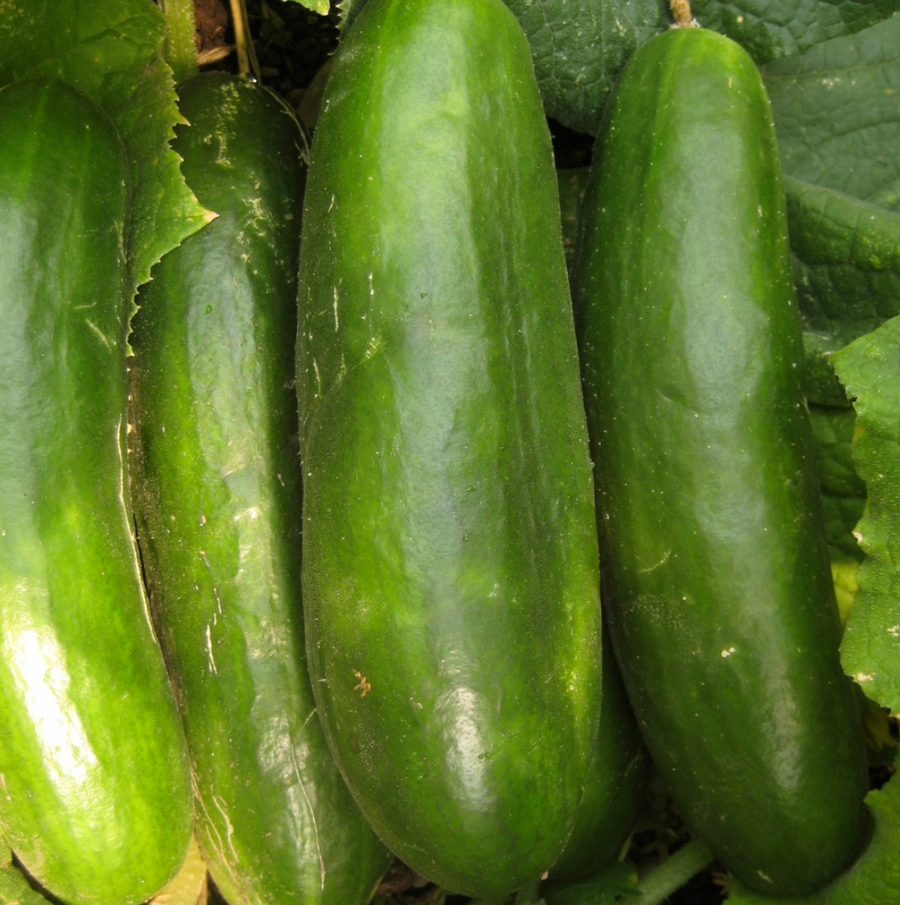 Cucumber Organic Seed / Mid East Prolific