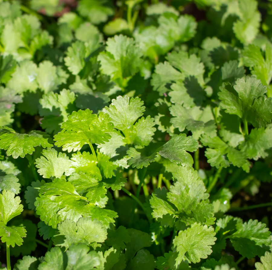 Cilantro Organic Seed / Slo-Bolt