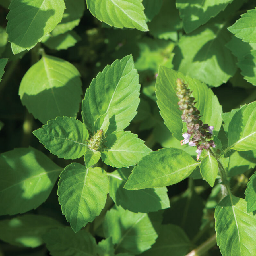 Basil Organic Seed / Tulsi