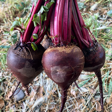 Beet Organic Seed / Shiraz