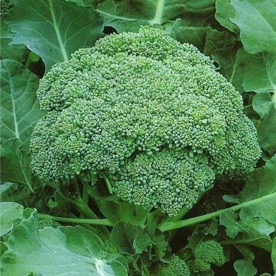 Broccoli Organic Seed / Calabrese