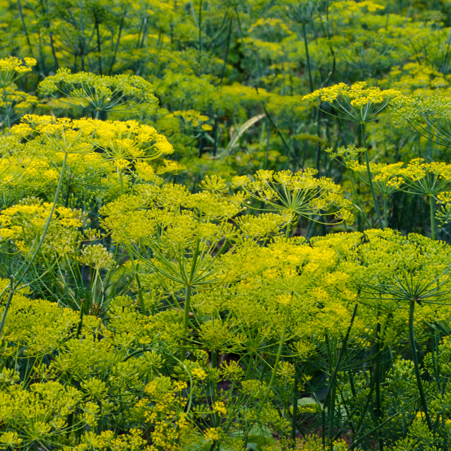 Dill Organic Seed