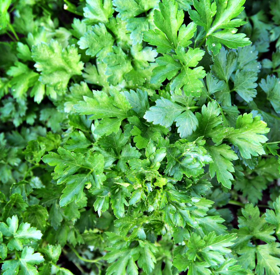 Parsley Organic Seed / Italian Flat Leaf