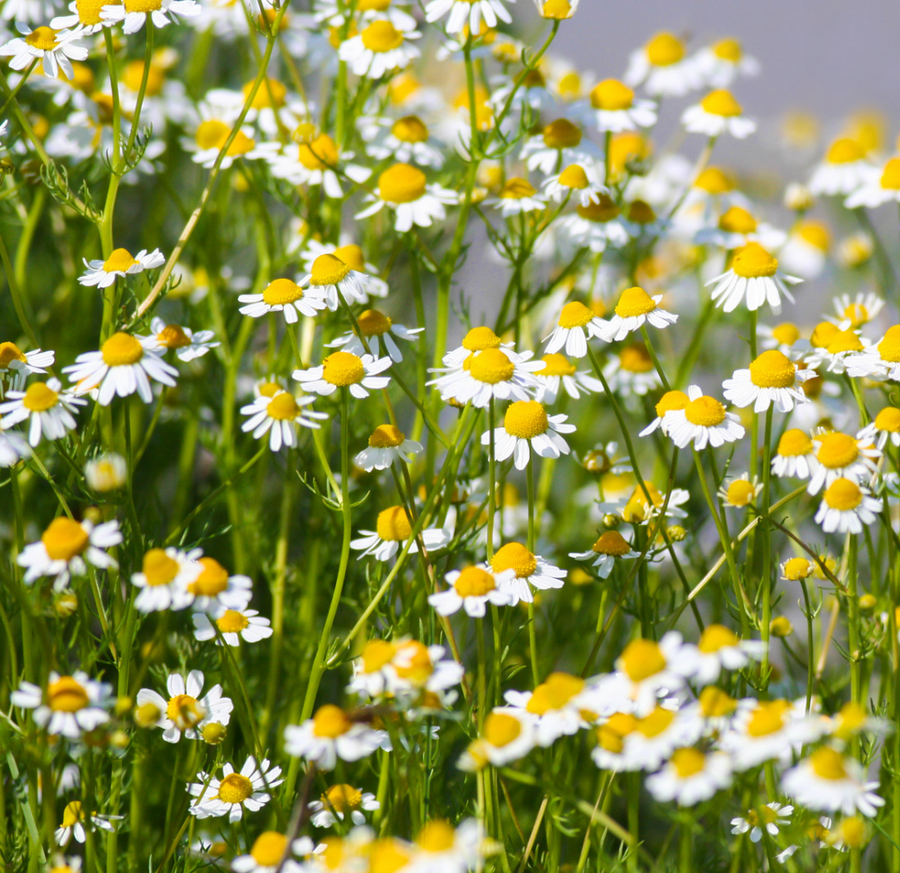 Chamomile Organic Seed / German