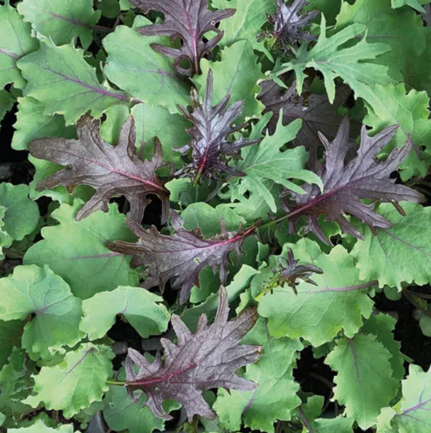 Kale Organic Seed / Gardener&#39;s Mix