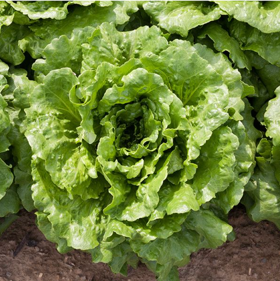 Lettuce Organic Seed / Green Leaf / Concept