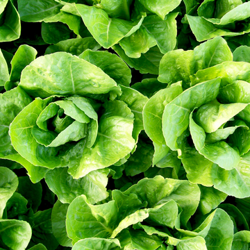 Lettuce Organic Seed / Romaine / Parris Island