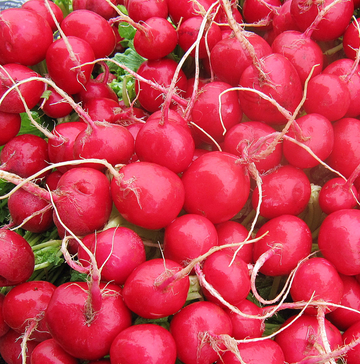 Radish Organic Seed / Cherry Belle