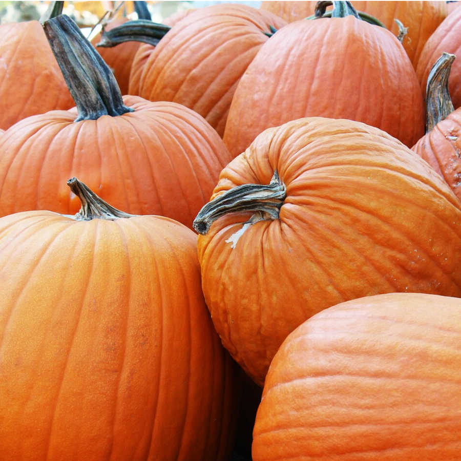 Pumpkin Organic Seed / Howden