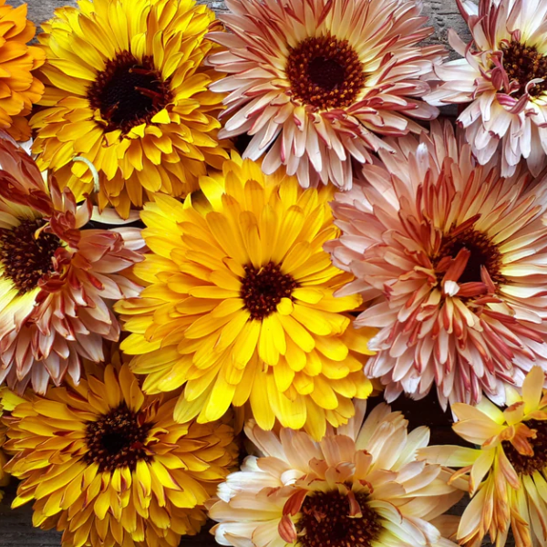 Calendula Organic Seed / Flashback