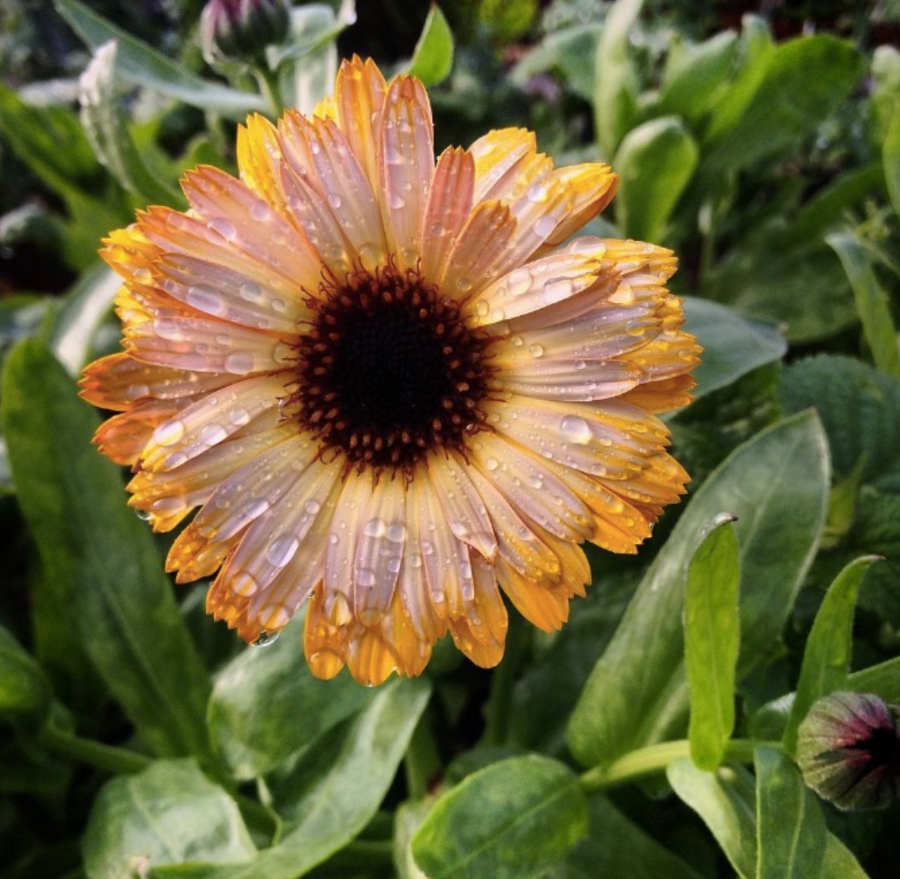 Calendula Organic Seed / Flashback
