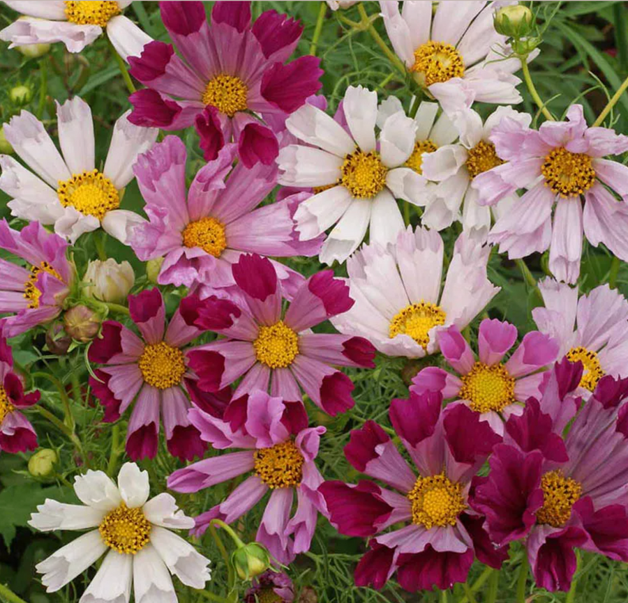 Cosmos Organic Seed / Sea Shells