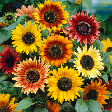 Sunflower Organic Seed / Autumn Beauty