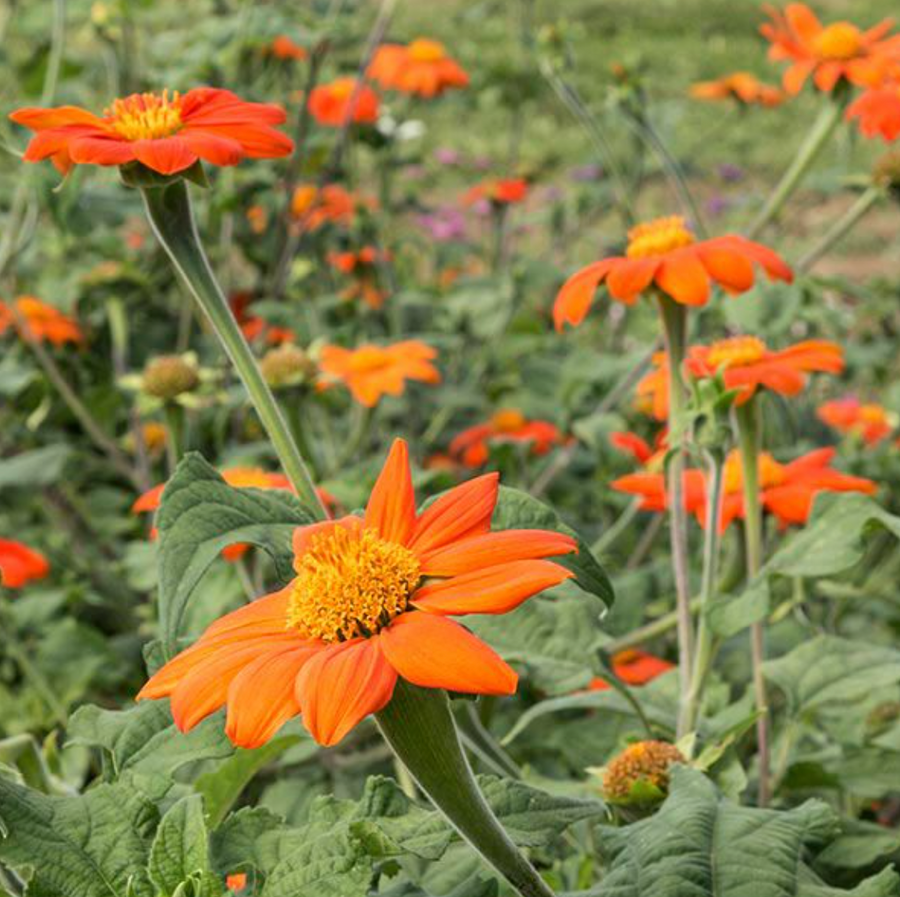 Sunflower Organic Seed / Tithonia (Mexican Sunflower)