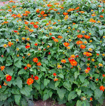 Sunflower Organic Seed / Tithonia (Mexican Sunflower)